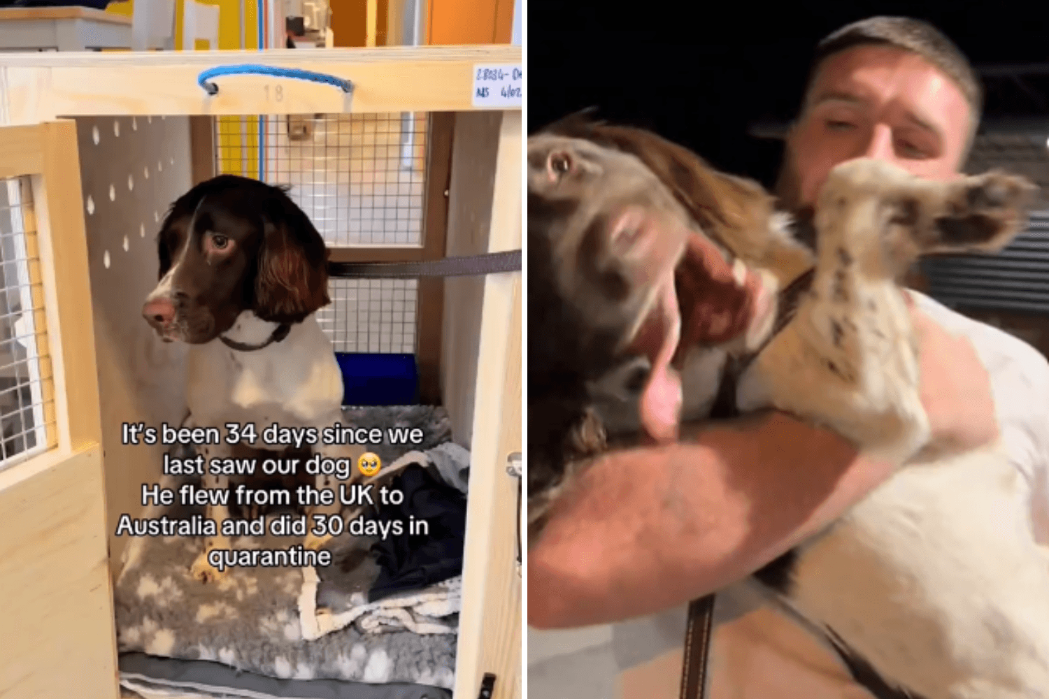 Dog Makes Feelings Clear Reuniting With Owners After Weeks in Quarantine