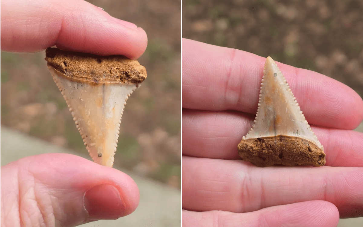 Man Stunned at What 'Small White Object' Found in Bag of Gravel Really Is